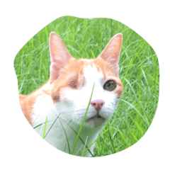 [LINEスタンプ] 片目の猫