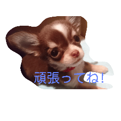 [LINEスタンプ] チワワ秘話11