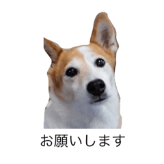 [LINEスタンプ] らん2