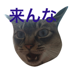 [LINEスタンプ] たいが1の画像（メイン）