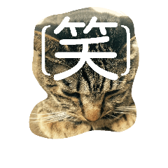 [LINEスタンプ] 使いそうな言葉とねこすけです。