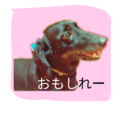 [LINEスタンプ] ミニチュアダックスのチャヌ