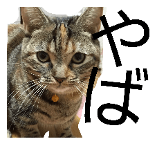 [LINEスタンプ] Y家の猫達2
