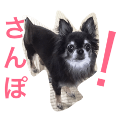 [LINEスタンプ] アンリは女の子です