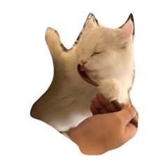 [LINEスタンプ] ねこねこーず