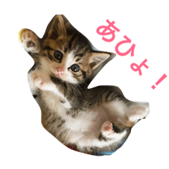 [LINEスタンプ] しゃけねこ
