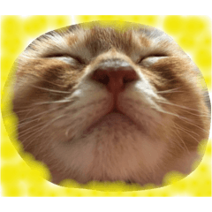 [LINEスタンプ] 犬時々猫②