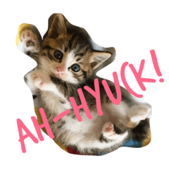 [LINEスタンプ] かぎしっぽ の ねこ2