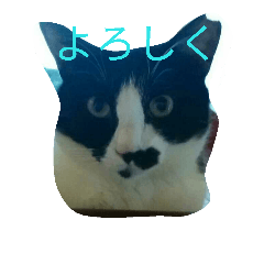 [LINEスタンプ] kumakki-0