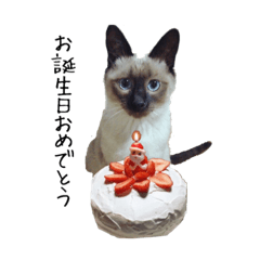 [LINEスタンプ] シャム猫系ケンの季節スタンプ