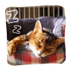 [LINEスタンプ] ぽにーときらら