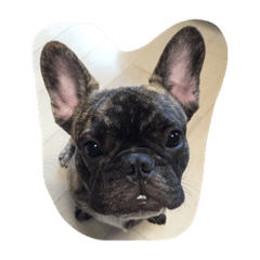 [LINEスタンプ] 犬とか魚とか
