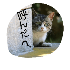 [LINEスタンプ] のらねこねこね