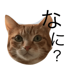 [LINEスタンプ] 我が家の猫はるくん