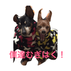 [LINEスタンプ] てるぼんさん家のむぎはく。
