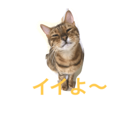 [LINEスタンプ] シャビくん