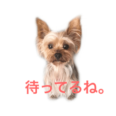 [LINEスタンプ] セーちゃん＆ティンク