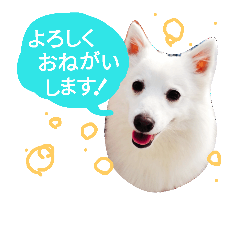 [LINEスタンプ] サクラとコメ