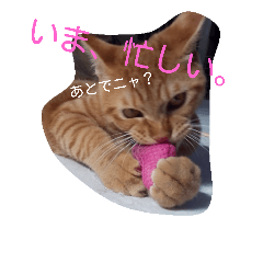[LINEスタンプ] 茶トラにゃん