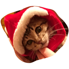 [LINEスタンプ] にゃんこーず2♥愛猫たちのプチ✩コスプレ