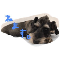 [LINEスタンプ] コロちびスタンプ