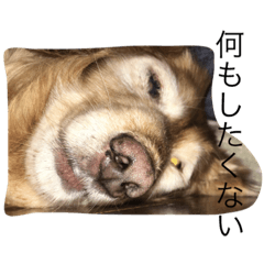 [LINEスタンプ] でぶ犬 みるく