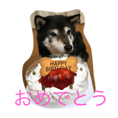 [LINEスタンプ] 黒柴 めい