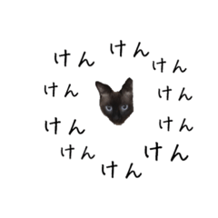 [LINEスタンプ] シャム猫系ケンの日常スタンプ1の画像（メイン）