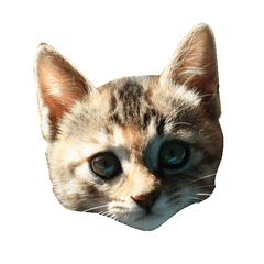 [LINEスタンプ] 猫のきなことメロン
