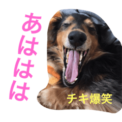 [LINEスタンプ] 愛犬さくらの思い出 第3弾