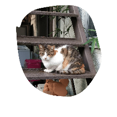 [LINEスタンプ] 野良猫スタンプ