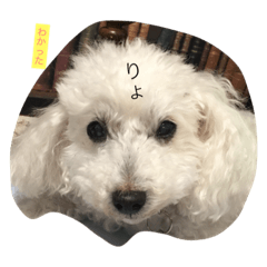 [LINEスタンプ] ワンコ ワンコ ワンコ