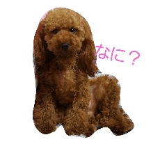 [LINEスタンプ] トイプードルのモカだよ