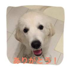 [LINEスタンプ] English Golden Retriever さくら