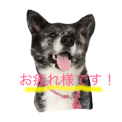 [LINEスタンプ] 秋田さんの日々