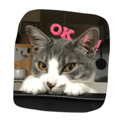 [LINEスタンプ] たまこ