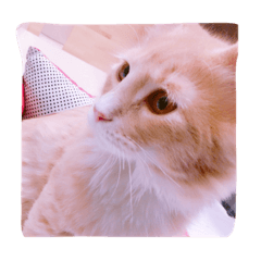 [LINEスタンプ] たくさんのねこ