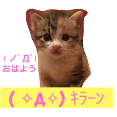 [LINEスタンプ] 三毛猫メイチャン