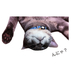 [LINEスタンプ] 寝てばっかりねこ