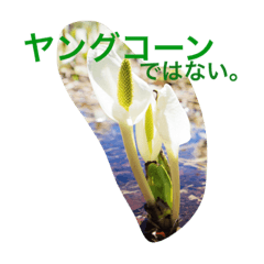 [LINEスタンプ] ひねりのないスタンプ