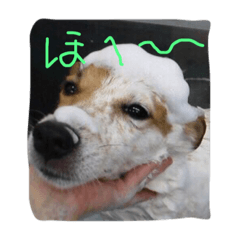 [LINEスタンプ] もこのリアクション