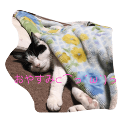 [LINEスタンプ] ニャンコ挨拶01