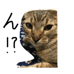 [LINEスタンプ] 俺、猫2