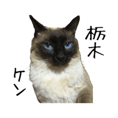 [LINEスタンプ] シャム猫系ケンの栃木弁スタンプの画像（メイン）