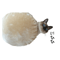 [LINEスタンプ] シャム猫系ケンの日常スタンプ2