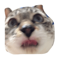 [LINEスタンプ] うーちゃんとみーちゃんの無言BubbleFace 1
