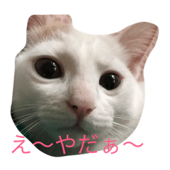 [LINEスタンプ] こてつ！