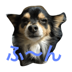 [LINEスタンプ] ぶさかわチワワのめる