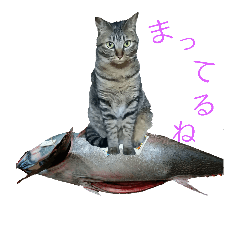 [LINEスタンプ] 猫スタンプ(もみじちゃん)