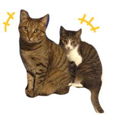 [LINEスタンプ] ねこねこパニック no.1